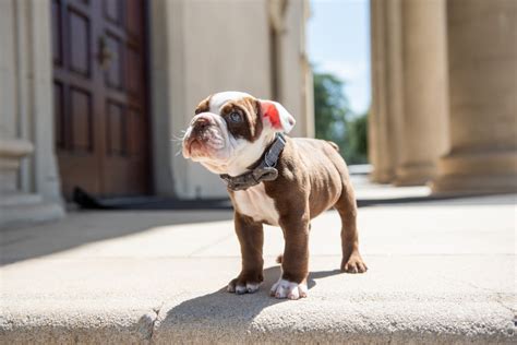 Meet George, the new University of Redlands mascot – Redlands Daily Facts