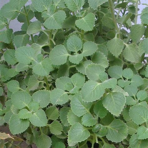 Ajwain Plant Leaves