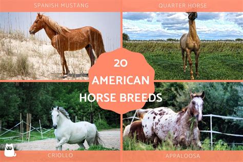 20 American Horse Breeds List - With Names and Photos