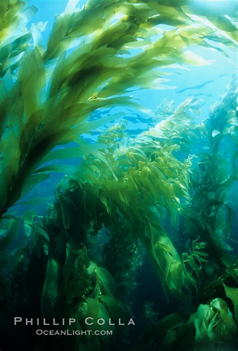 Kelp forest, Macrocystis pyrifera photo, San Clemente Island, California