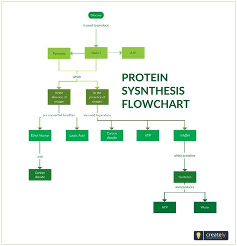 Protein Synthesis Flowchart