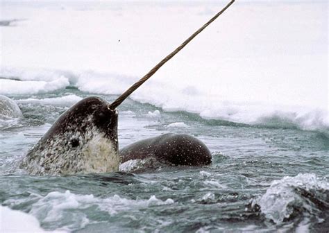 Dental researcher starts study of narwhals' vulnerability to COVID-19 ...