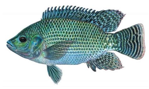 Oreochromis - Alchetron, The Free Social Encyclopedia