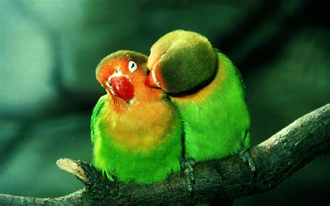 Parrots In Love Wallpapers HD / Desktop and Mobile Backgrounds