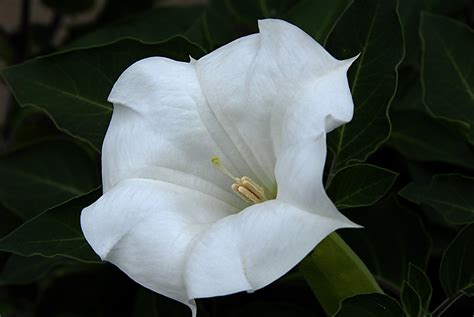 Flower Photos: Moon flower