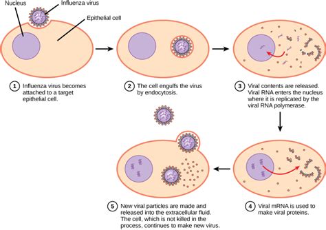 Steps of Virus Infections (text version) | Biology for Majors II