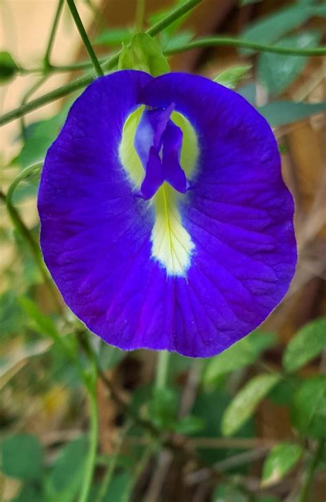 Butterfly Pea Vine Seeds: Rich Royal Blue, Clitoria Ternatea, Bunga ...