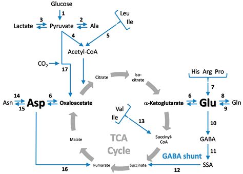 Biomolecules | Free Full-Text | Central Role of Glutamate Metabolism in ...