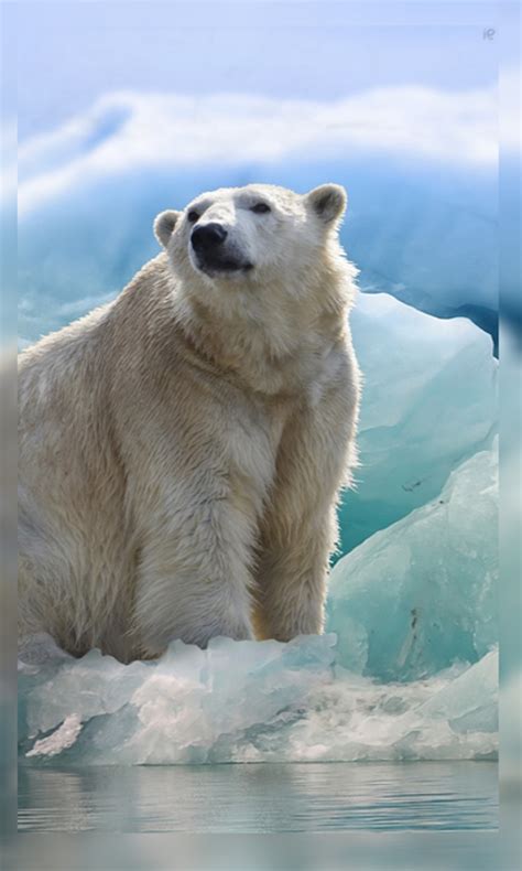 4K Polar Bear Wallpaper HD:Amazon.ca:Appstore for Android