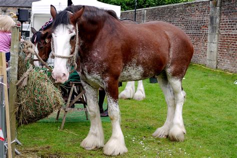 Shire Horse vs Clydesdale Horse Breeds - Smarter Horse