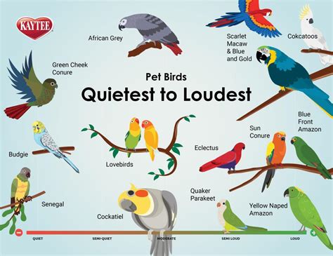 Pet Parrots Breeds