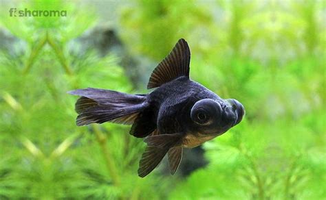 Black Moor Goldfish Explained - Aquariumia