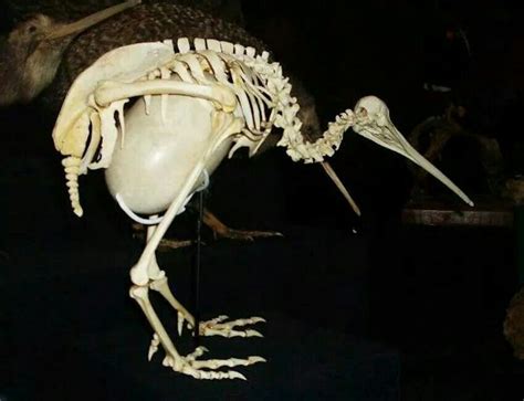 Kiwi skeleton with egg - oof. | Animal skeletons, Animal bones, Skeleton