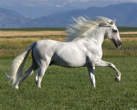 purebred Grey Andalusian stallion running in Longmont, CO | Andalusian ...