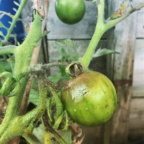 Tomato Blight : Everything You Need To Know - Gardening With Jason