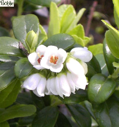 Vaccinium vitis - idaea -Preiselbeere- - Böhlje Pflanzenhandel GmbH