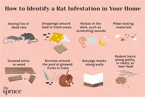 How to identify a rat in bitlife