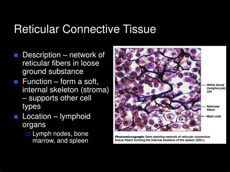 Reticular Connective Tissue Location