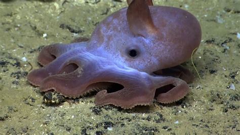 Dumbo octopus Facts Interesting Facts about Dumbo octopus Facts about ...