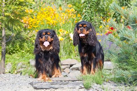 Male vs. Female Cavalier King Charles Spaniel: Which Is Better?