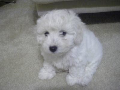 Maltipoo Puppies