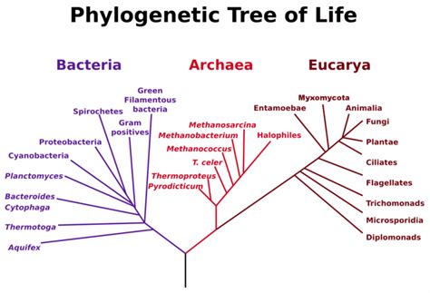 32.6.1: Molecular Analyses and Modern Phylogenetic Trees - Biology ...