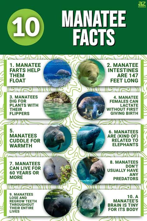 10 Fascinating Facts About Manatees - A-Z Animals