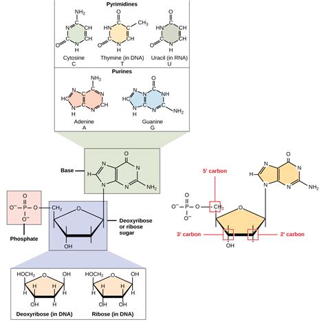 1.1: The Structure of DNA - Biology LibreTexts