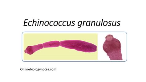 Echinococcus Granulosus Morphology