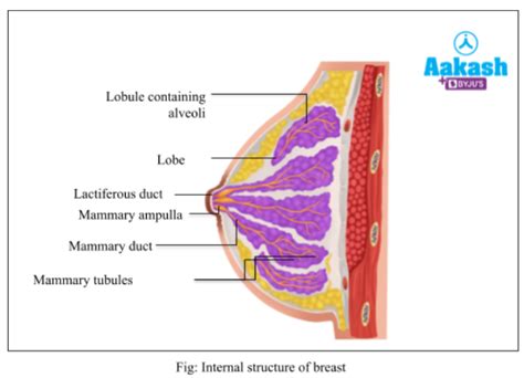 Mammary Glands Function, Development, Types & Structure of Breast | AESL