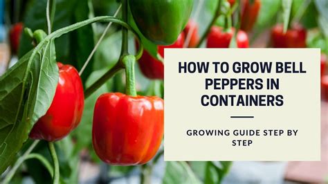 Growing Bell Peppers - Growing Guide Step By Step?