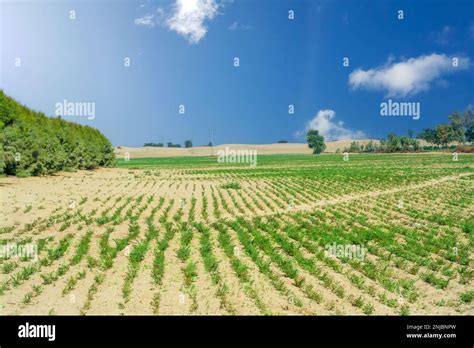 Rows of organic gram crop in the desert Stock Photo - Alamy