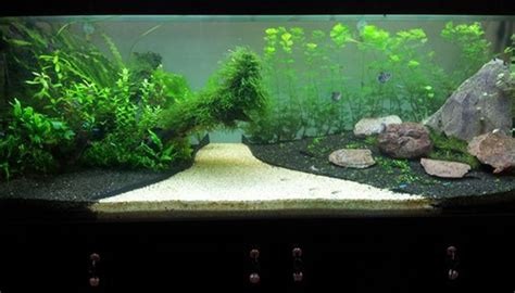 Aquarium Fish Native To The Amazon - Aquarium Views