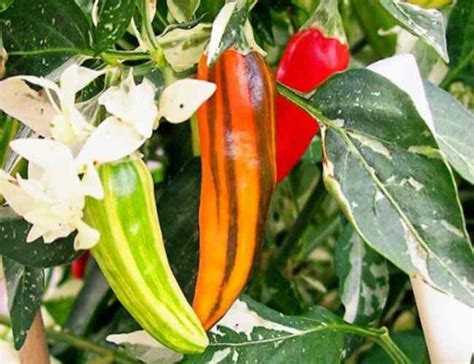 The Fish Pepper growing guide|How to grow in Containers