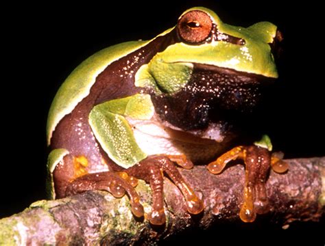 Amphibians of the Pine Barrens - Pinelands Preservation Alliance