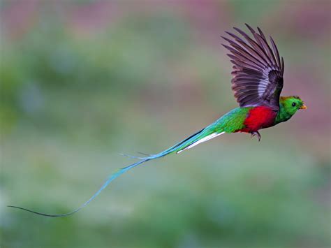 Resplendent Quetzal - eBird