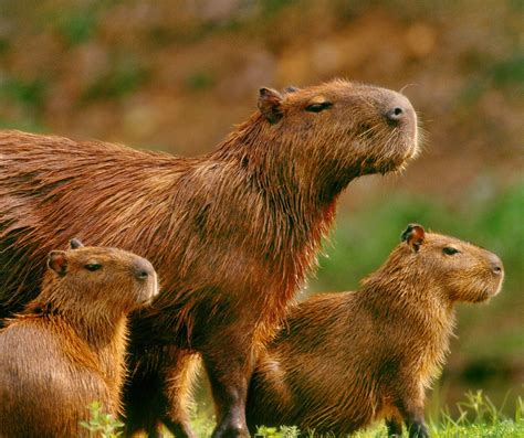 Clues to Fighting Cancer Found in Giant Rodent Capybara's DNA