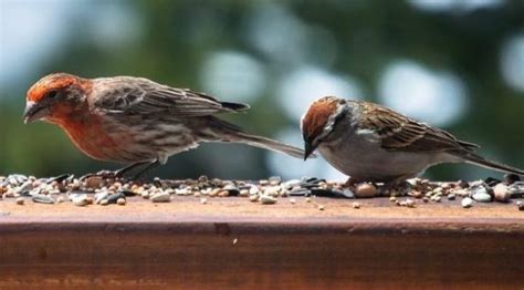 Are the Galapagos finch beaks evidence of Darwinian evolution ...