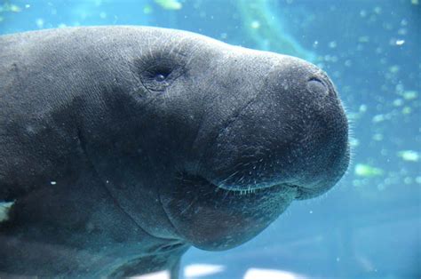 40 Manatee Facts Too Adorable To Miss - Facts.net