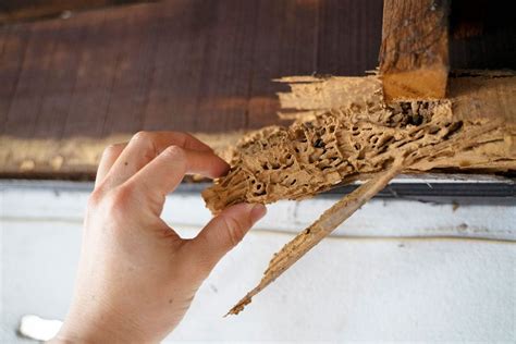 7 Signs That You Might Have a Termite Infestation | The Family Handyman