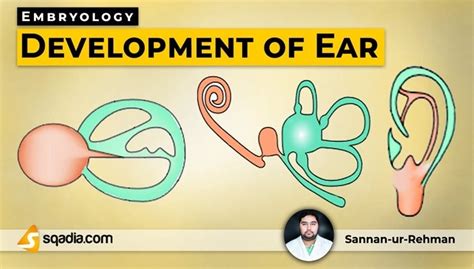 Development of Ear