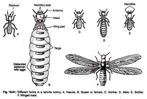 Termite Colony-Queen, Soldier, Worker & King | Pestbugs