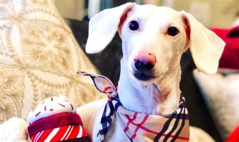 Rare albino Dachshund who is now a rising Instagram celebrity | World ...