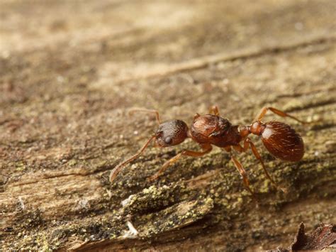 Myrmica rubra queen | Burnaby BC 6/9/14 | Sean McCann | Flickr