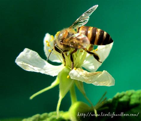 Bee Pollinating a Flower | Live Life and Love