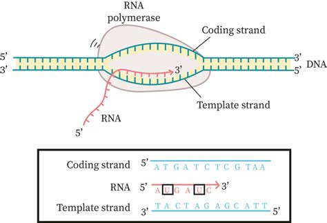 Template Vs Non Template Strand Web It Is Presented In The 5' To 3 ...