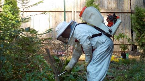 Top Reasons Why Professional Extermination Services Are Better than DIY ...