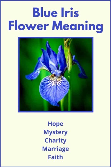 Blue Iris Symbolism & Meaning (Hope and Mystery)