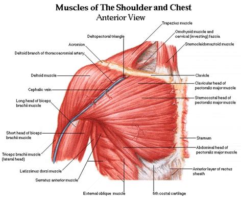 The 12 Best Shoulder Exercises For Improved Strength & Size