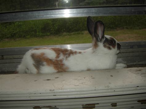 English Spot Dwarf Rabbit | [#] Lunawsome